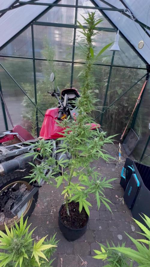 Backyard Diesel Auto Long veg