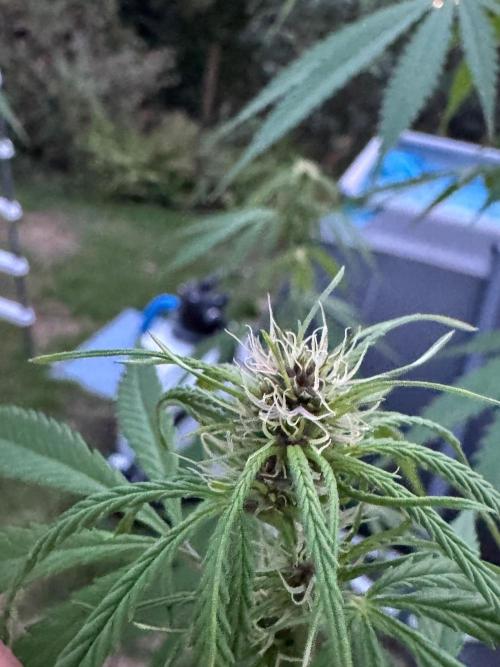 GG#4. Week 2