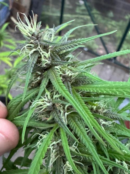 S1 GG#4 Zamnesia. Week 5