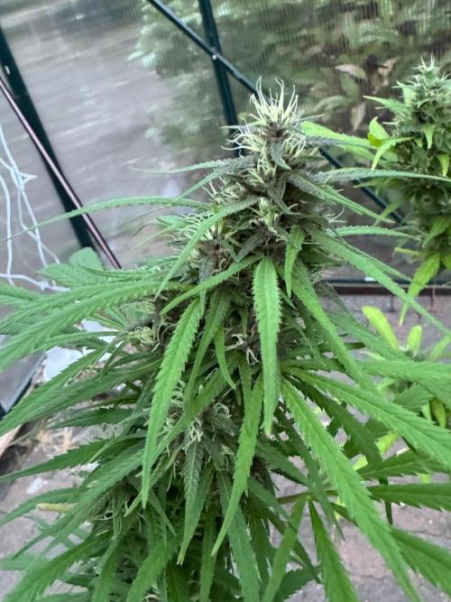 S1 GG#4 Zamnesia. Week 5