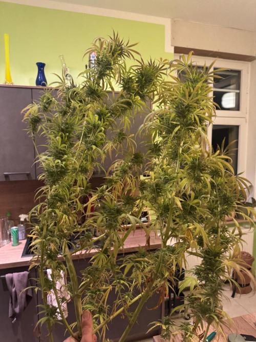 Somango XL fem RQS. Week 18