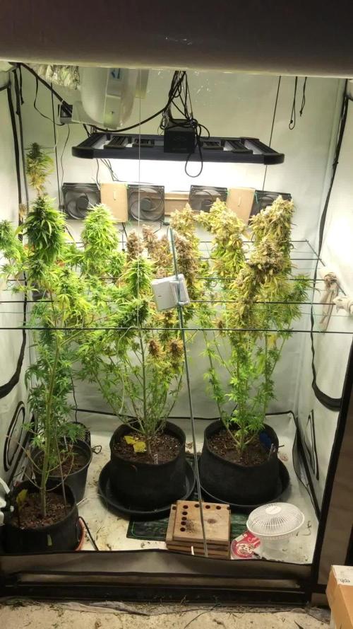 Zake RS & Banana Krumble GHSC