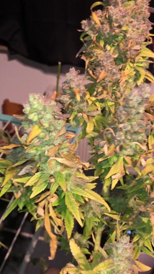 Zake RS & Banana Krumble GHSC