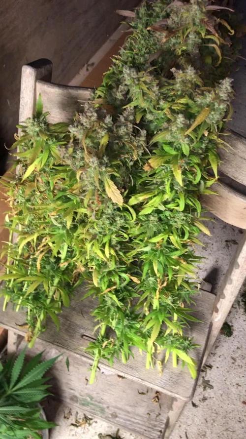 Zake RS & Banana Krumble GHSC