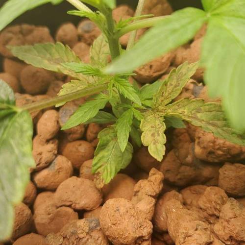 Custom Breeder & Strain blue cheese auto grow journal by NoobEGrows