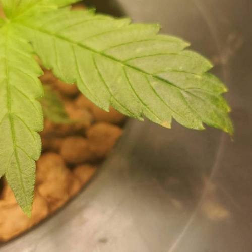 Custom Breeder & Strain blue cheese auto grow journal by NoobEGrows