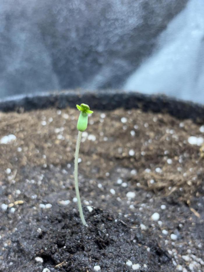 White Widow: Stefania. Week 0