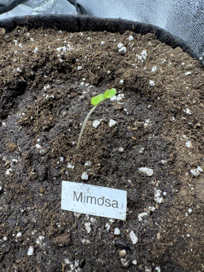 Mimosa Punch: Mimma. Week 0