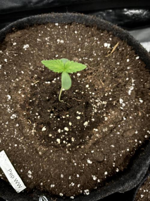White Widow: Stefania. Week 1 - Day6