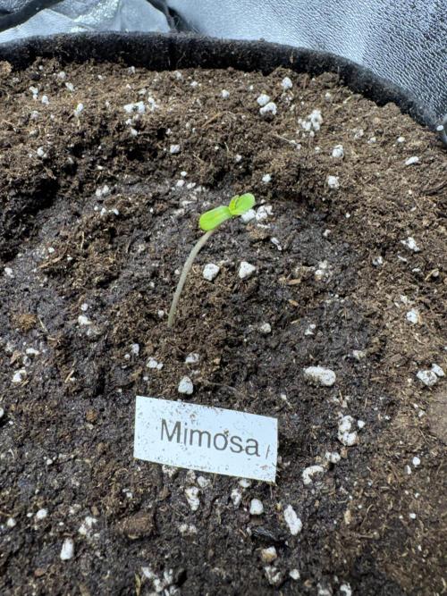 Mimosa Punch: Mimma. Week 1 - Day1