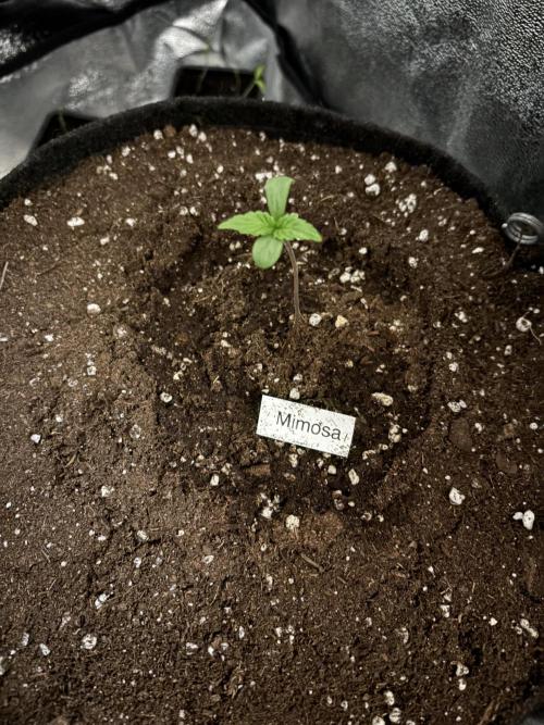 Mimosa Punch: Mimma. Week 1 - Day6