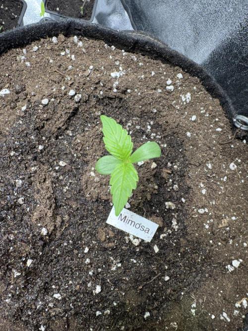Mimosa Punch: Mimma. Week 2