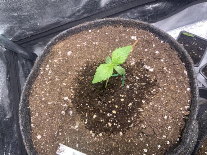 White Widow: Stefania. Week 2