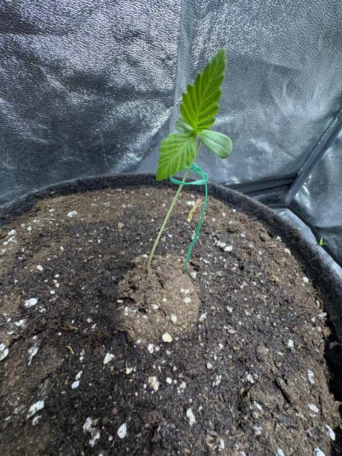White Widow: Stefania. Week 2
