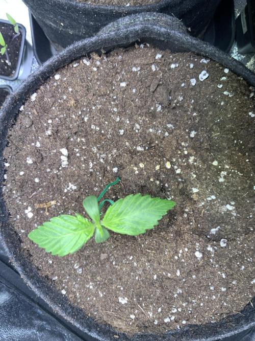 White Widow: Stefania. Week 2