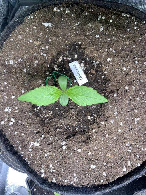 Mimosa Punch: Mimma. Week 2