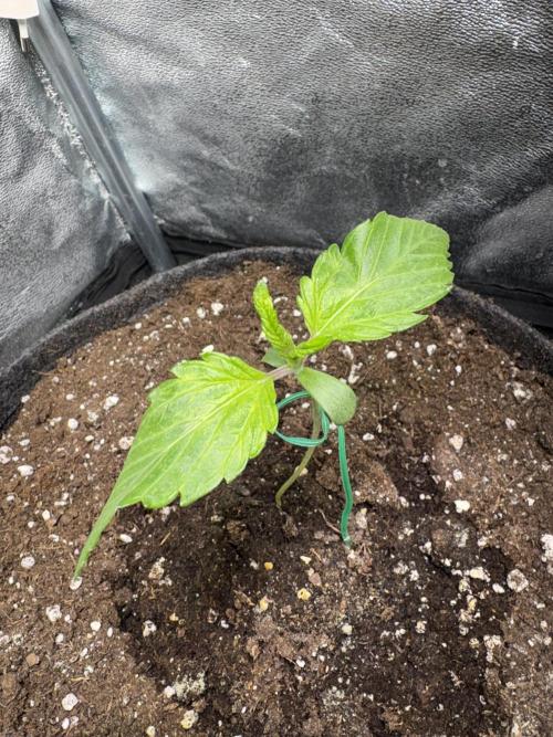 White Widow: Stefania. Week 2