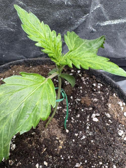 White Widow: Stefania. Week 3