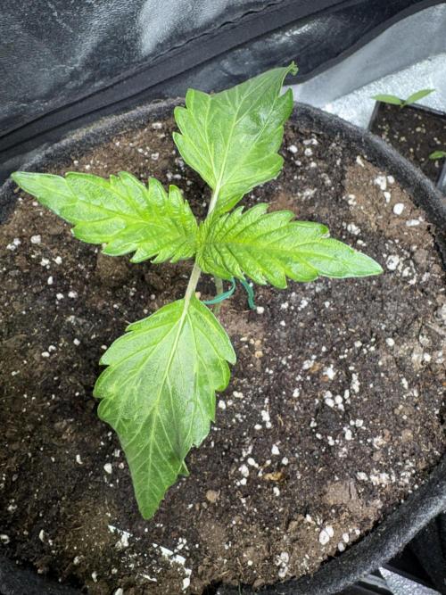 White Widow: Stefania. Week 3