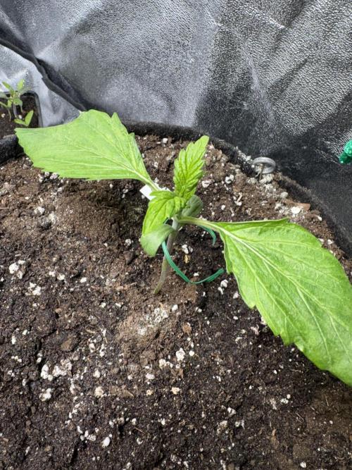 Mimosa Punch: Mimma. Week 3