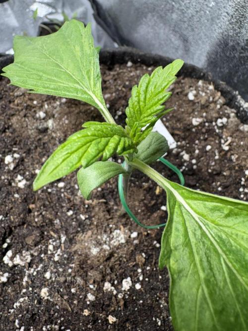Auto Mimosa Punch. Week 3