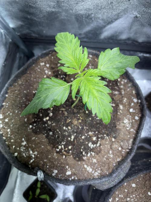 White Widow: Stefania. Week 3