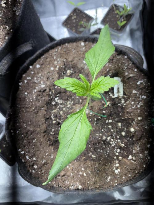 Auto Mimosa Punch. Week 3