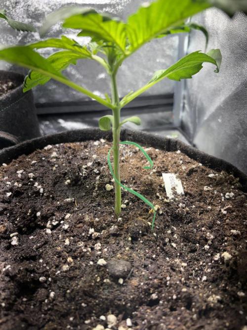 White Widow Automatic. Week 4