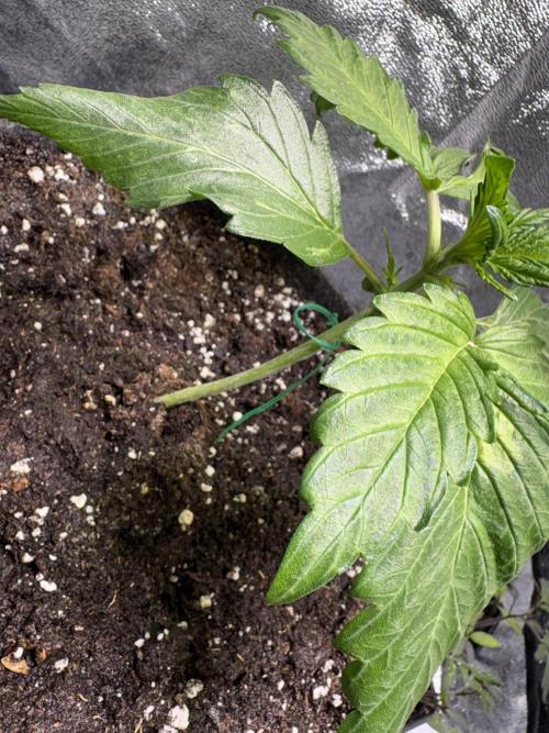 White Widow: Stefania. Week 4
