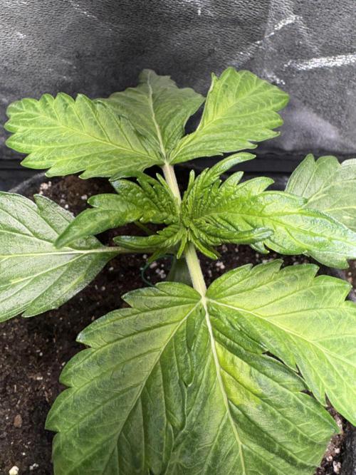 White Widow: Stefania. Week 4