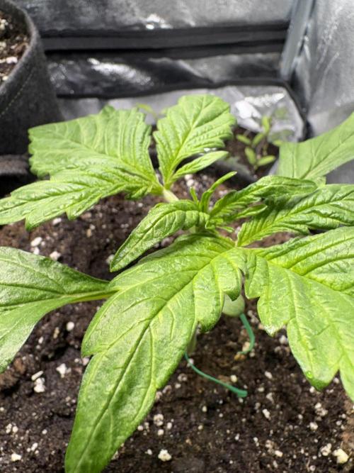 Mimosa Punch: Mimma. Week 4