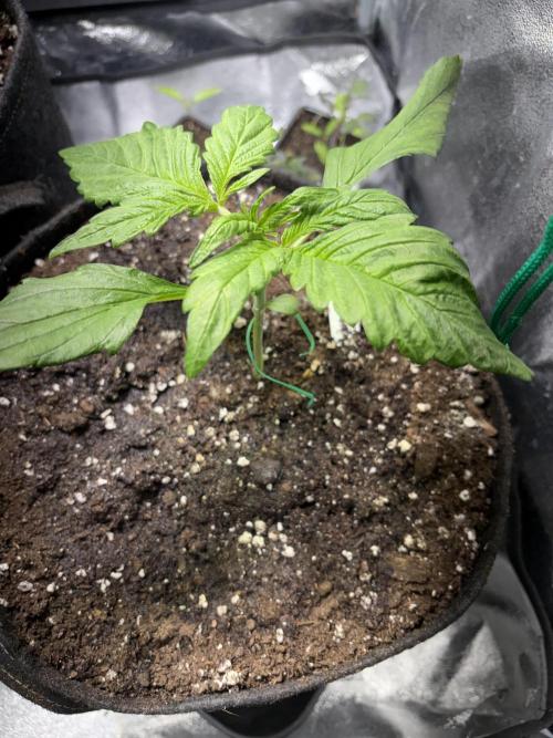 Auto Mimosa Punch. Week 4