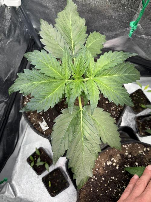 White Widow: Stefania. Week 5