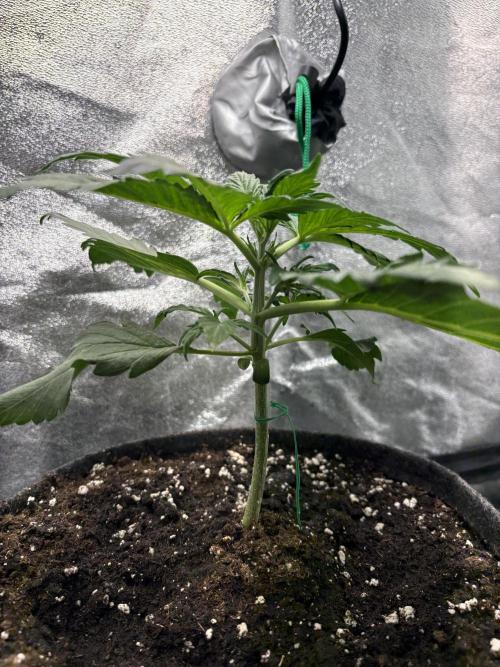 White Widow: Stefania. Week 5