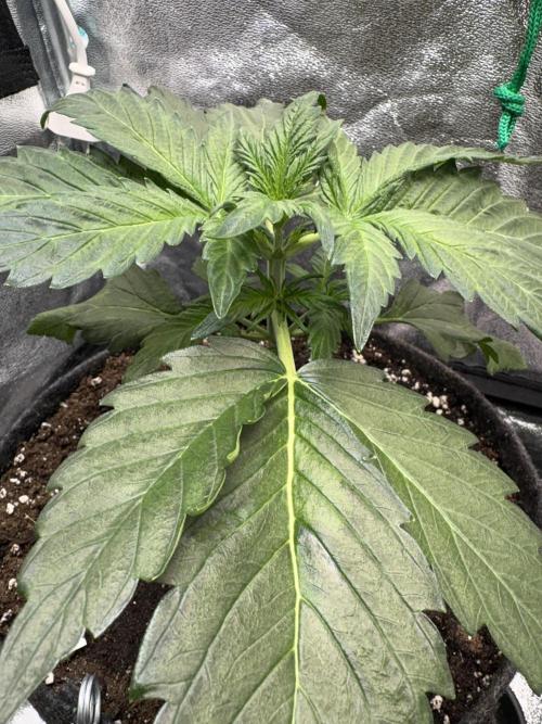 White Widow: Stefania. Week 5