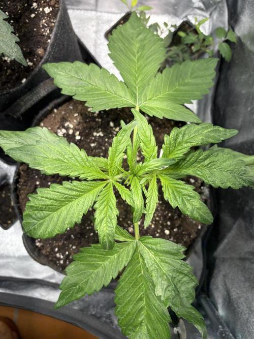 Mimosa Punch: Mimma. Week 5