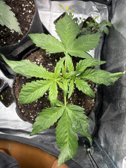 Mimosa Punch: Mimma. Week 5