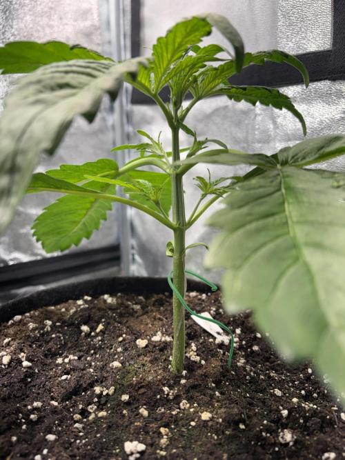 Mimosa Punch: Mimma. Week 5
