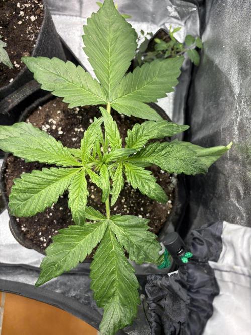 Auto Mimosa Punch. Week 5