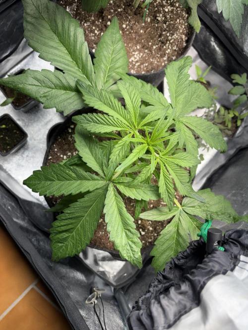 Mimosa Punch: Mimma. Week 5
