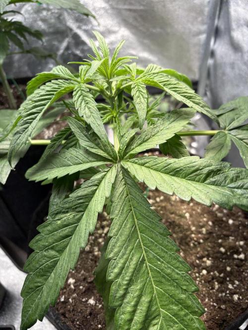 Auto Mimosa Punch. Week 5