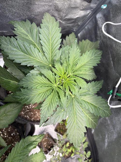 White Widow: Stefania. Week 5