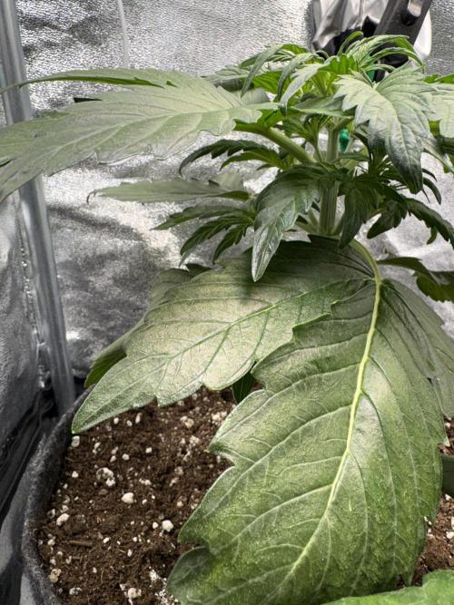 White Widow: Stefania. Week 5