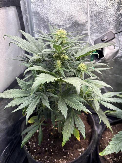 White Widow: Stefania. Week 8