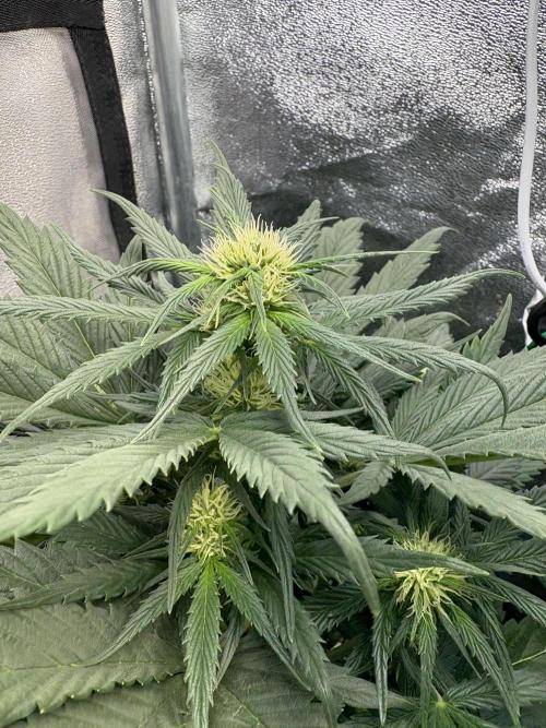 White Widow: Stefania. Week 8