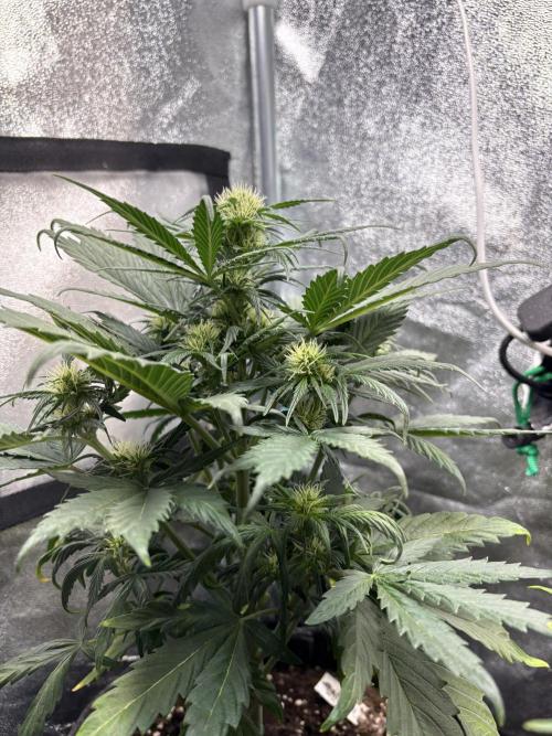 White Widow: Stefania. Week 8