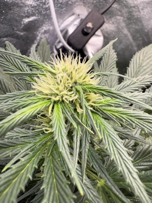 White Widow: Stefania. Week 8