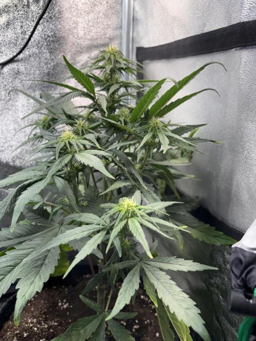 Mimosa Punch: Mimma. Week 8