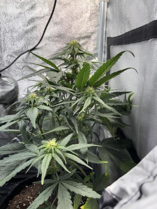 Mimosa Punch: Mimma. Week 8