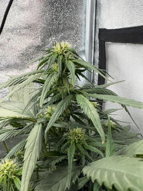 Mimosa Punch: Mimma. Week 8